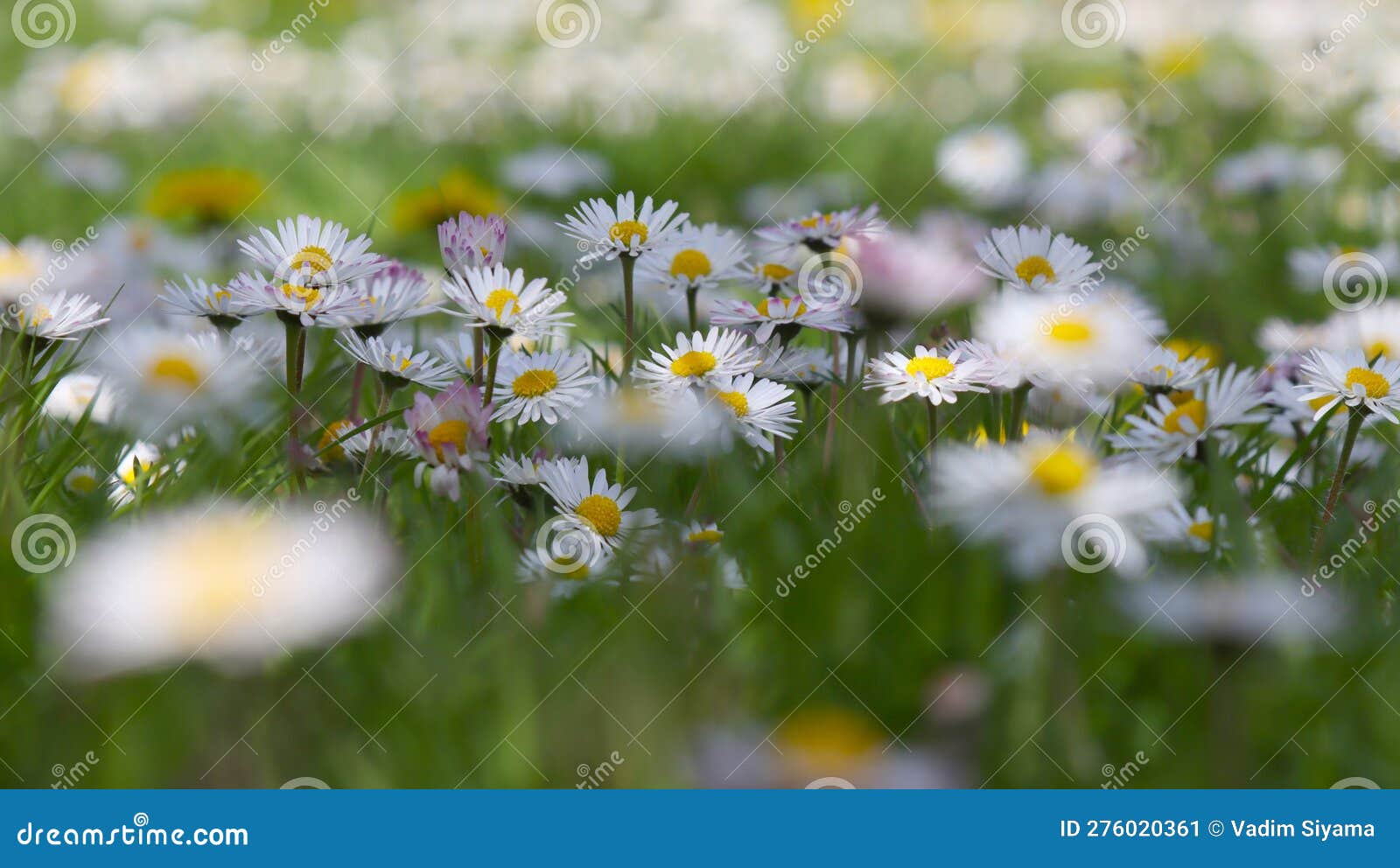 Flowering daisy plant stock image. Image of spring, clearing 276020361