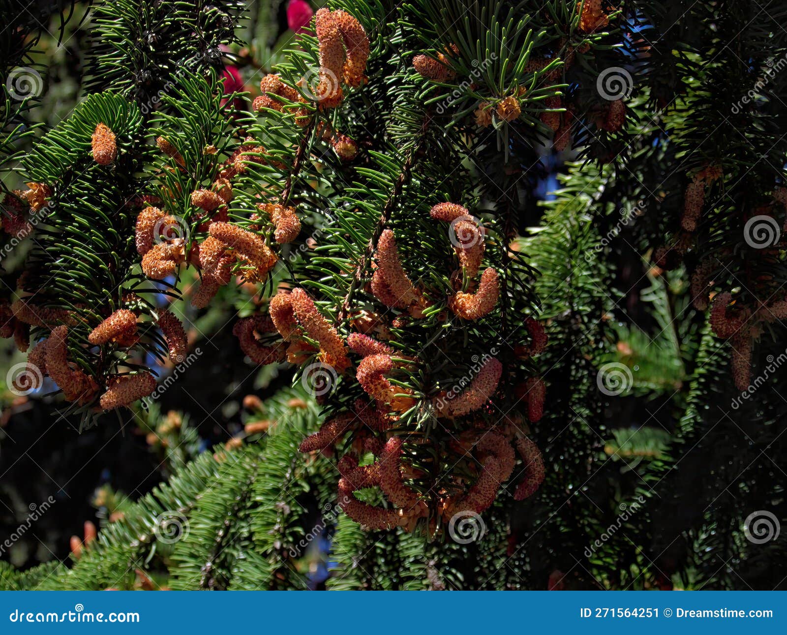 Flowering and Deflowered and Budded Cones. Stock Image Image of pine