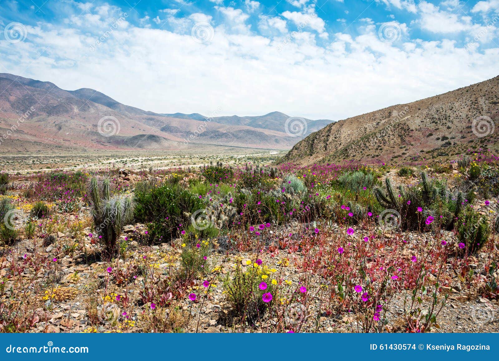 flowering desert in the chilean atacama desert
