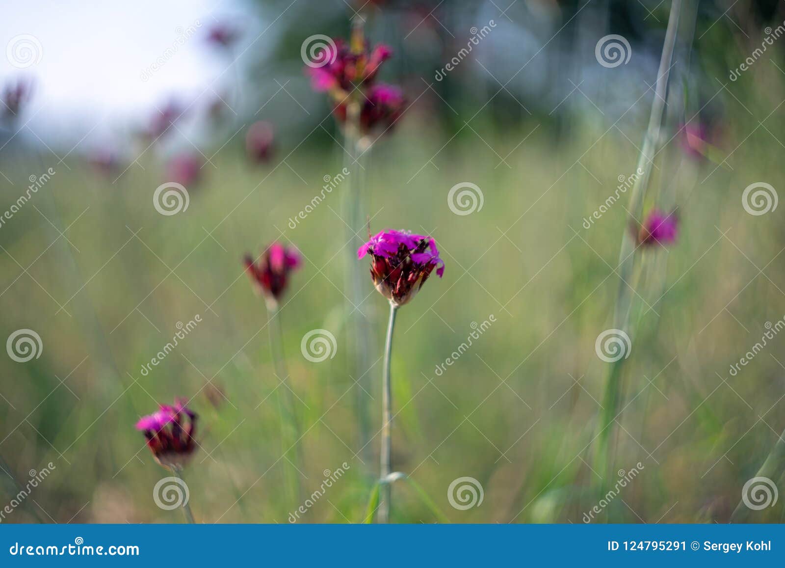 flowering dianthus cruentus