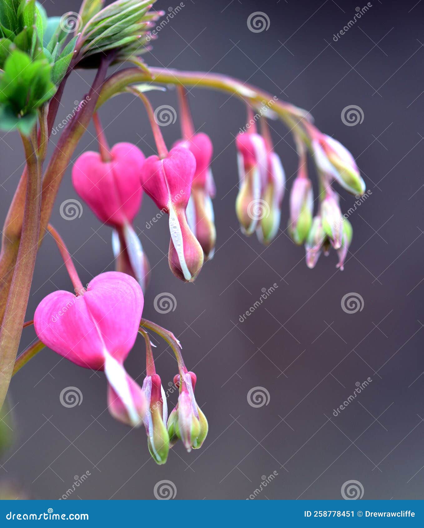 Dicentra Scandens Stock Photos Free & RoyaltyFree Stock Photos from