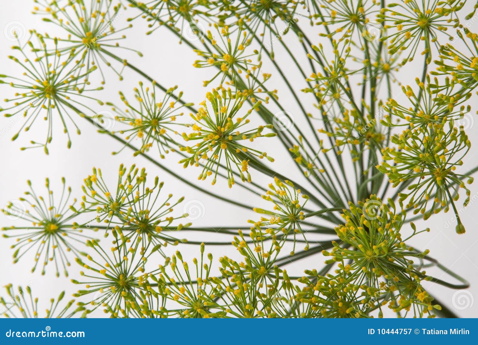 Flowering dill stock image. Image of green, white, dill 10444757