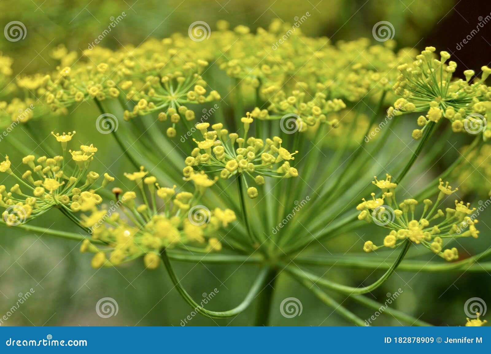 Dill plant stock image. Image of butterfly, leaf, greenery 182878909