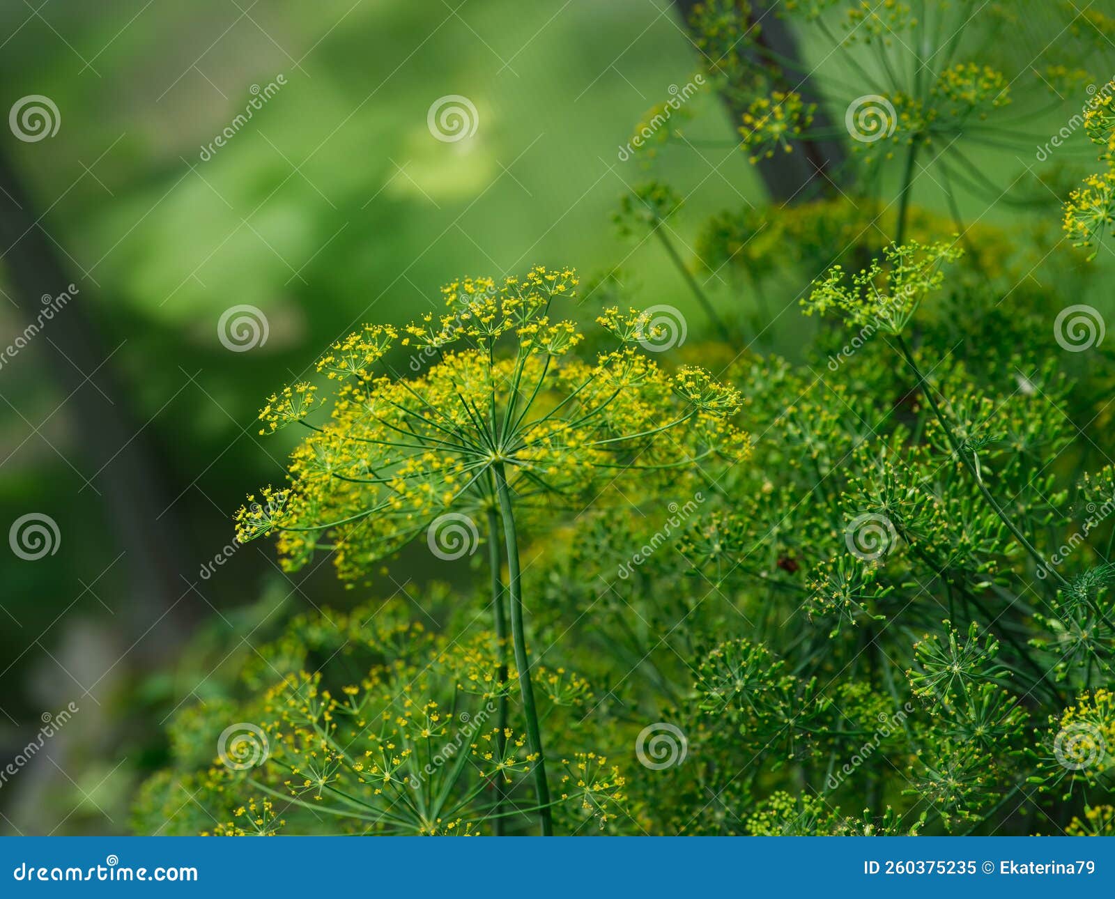 Flowering Dill Plants in the Greenhouse Stock Image Image of blossom
