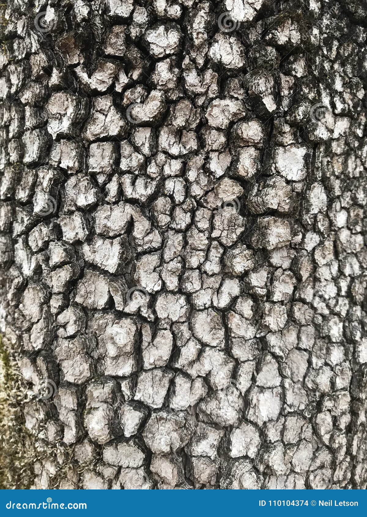tree identification. bark. flowering dogwood