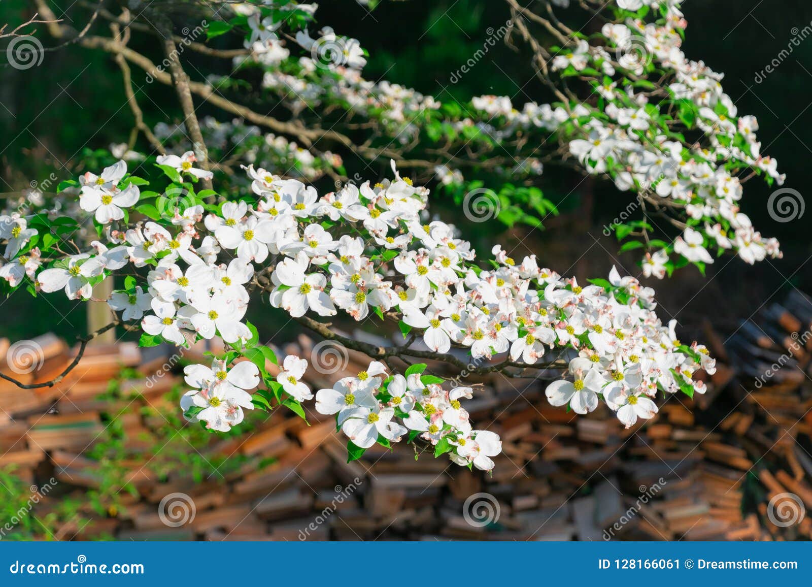 Flowering Dogwood Stock Image Image Of Green Outdoor 128166061