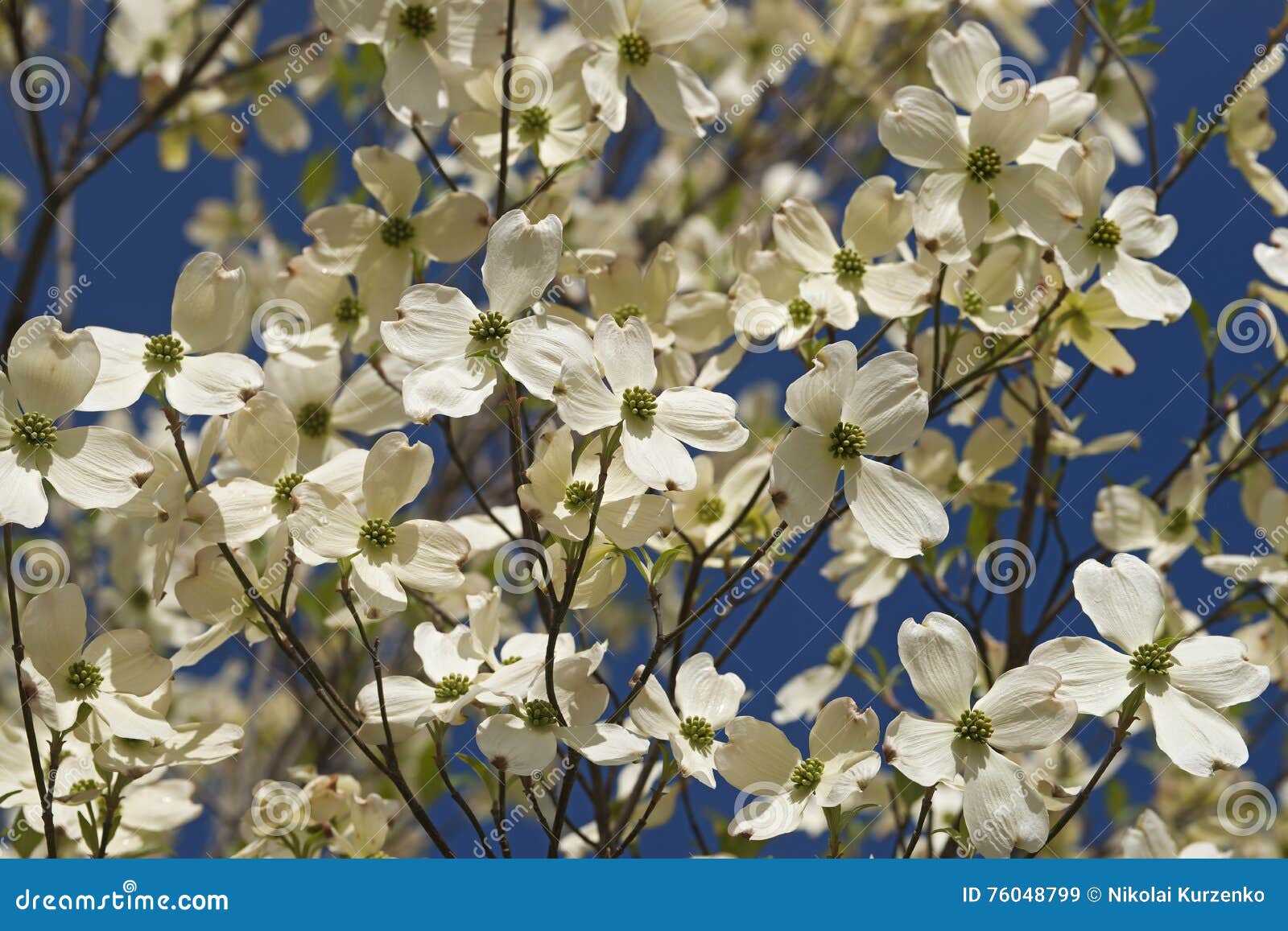 flowering dogwood flowers