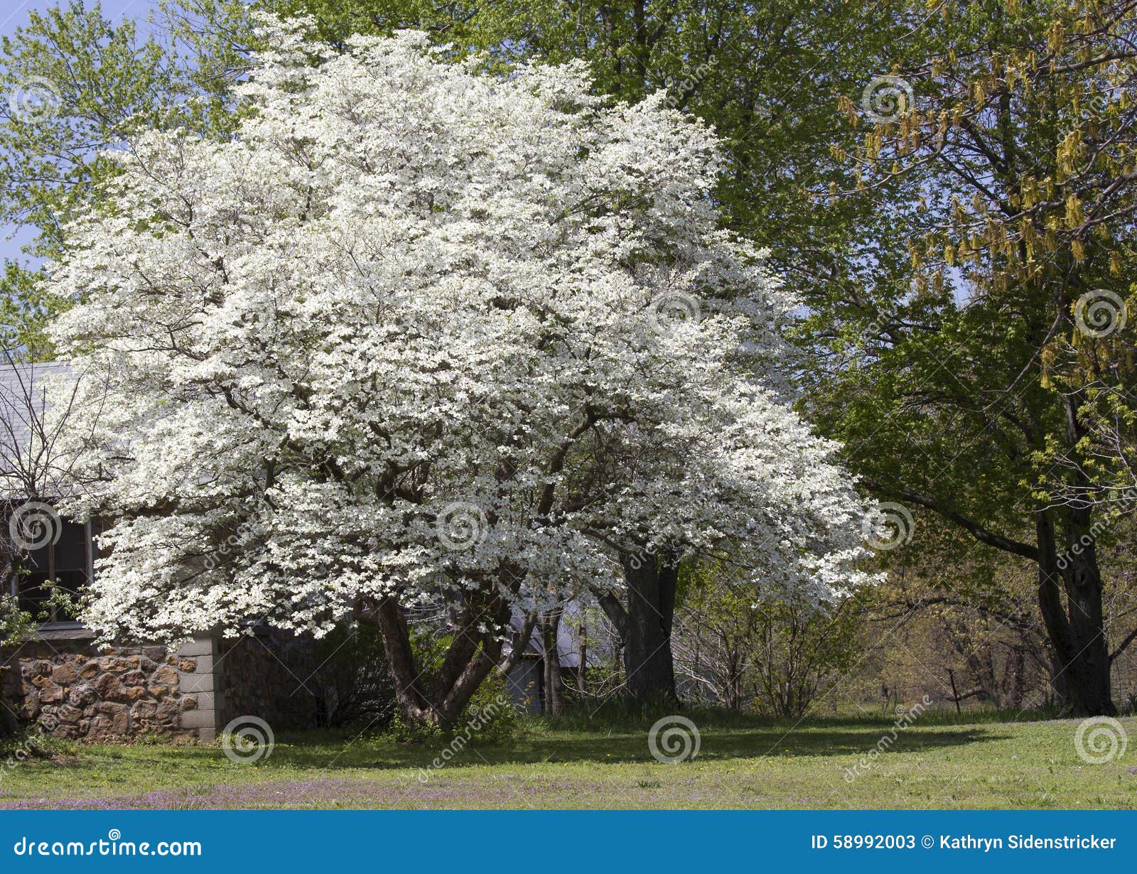 flowering dogwood tree