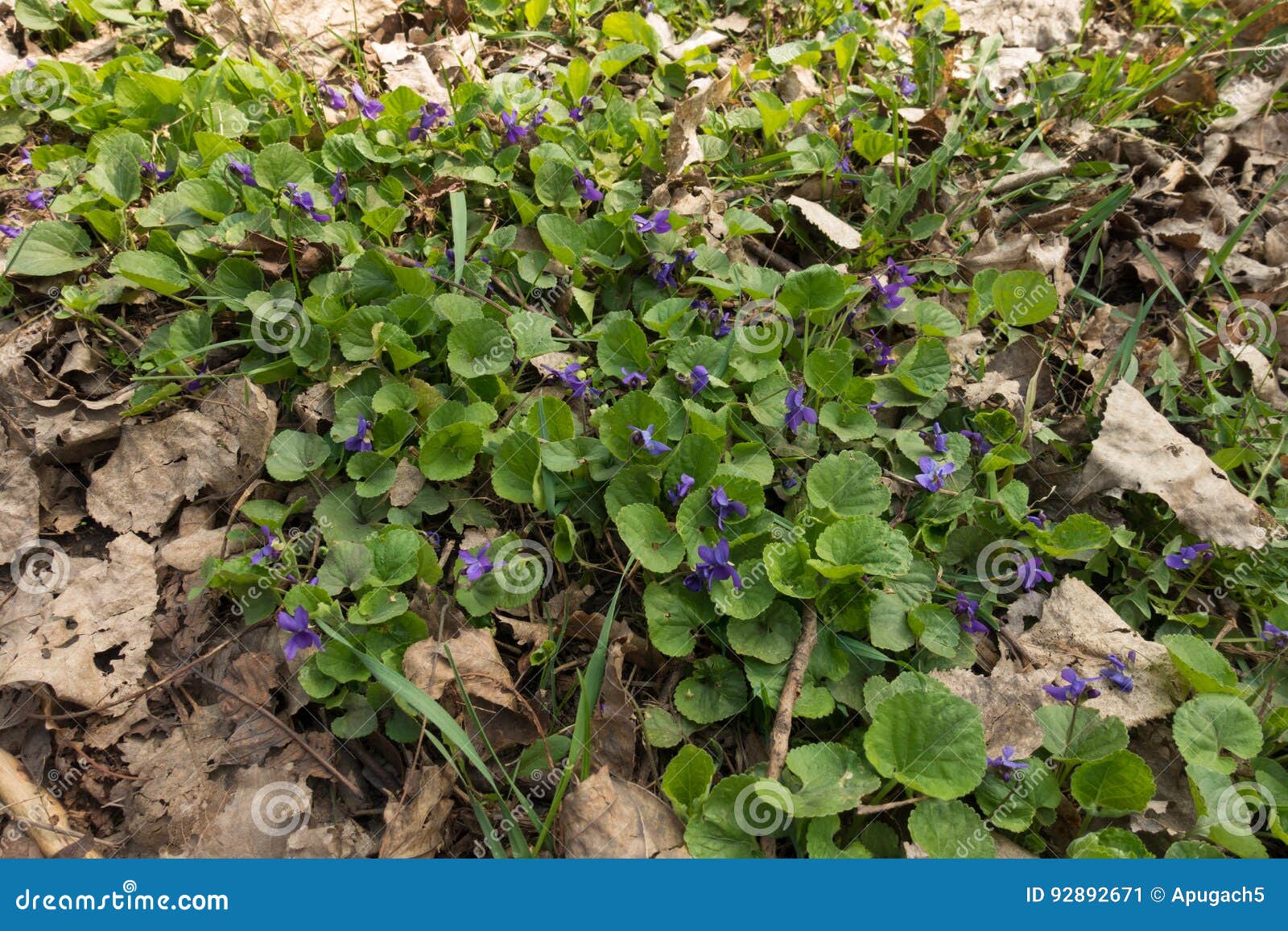 Flowering Early Dogviolets among Fallen Leaves Stock Image Image of