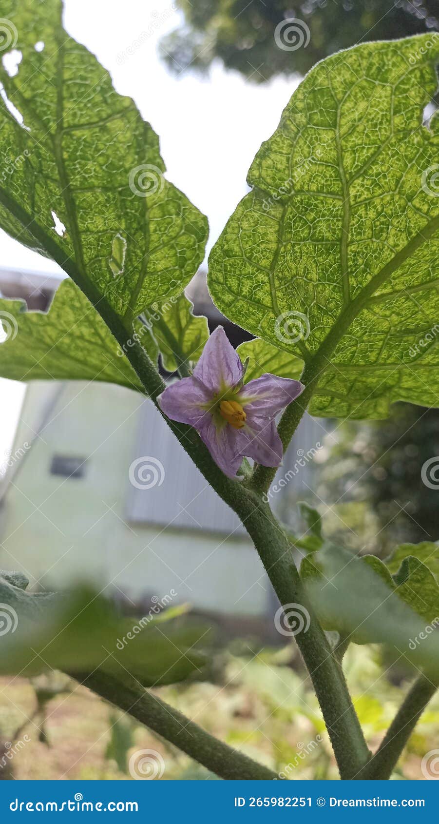 A Flowering Eggplant Tree Ready To Bear Fruit Stock Image Image of