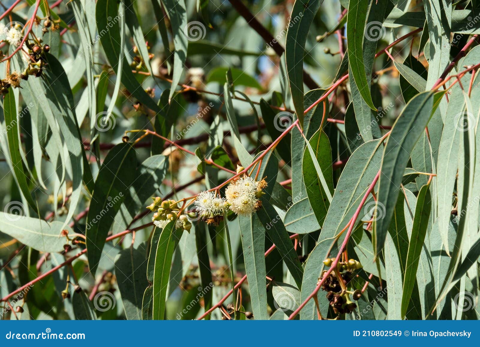 flowering of eucalyptus globular latin - eucalyptus globulus labill