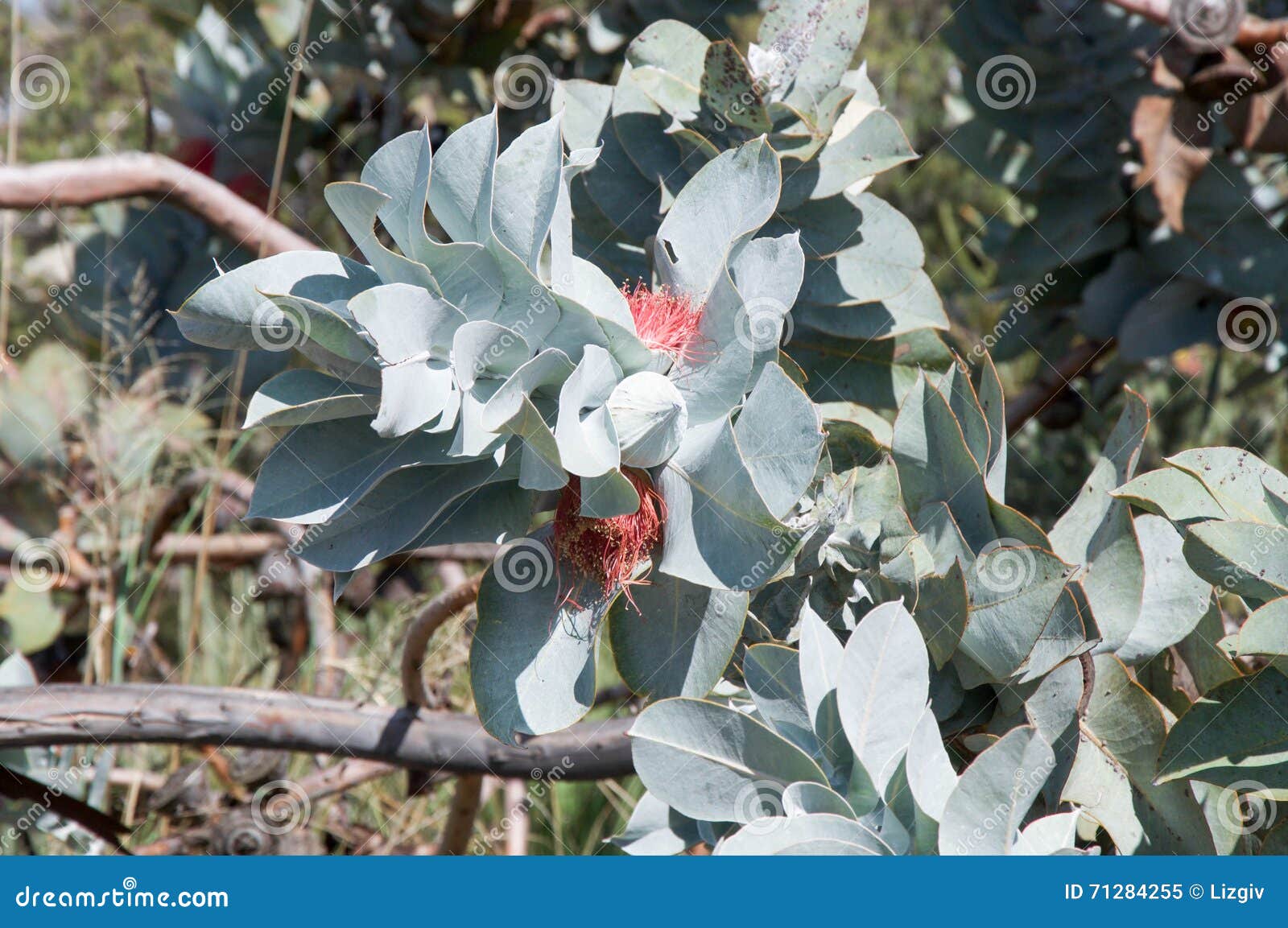 Flowering Eucalyptus Plant Stock Image Image Of Closeup