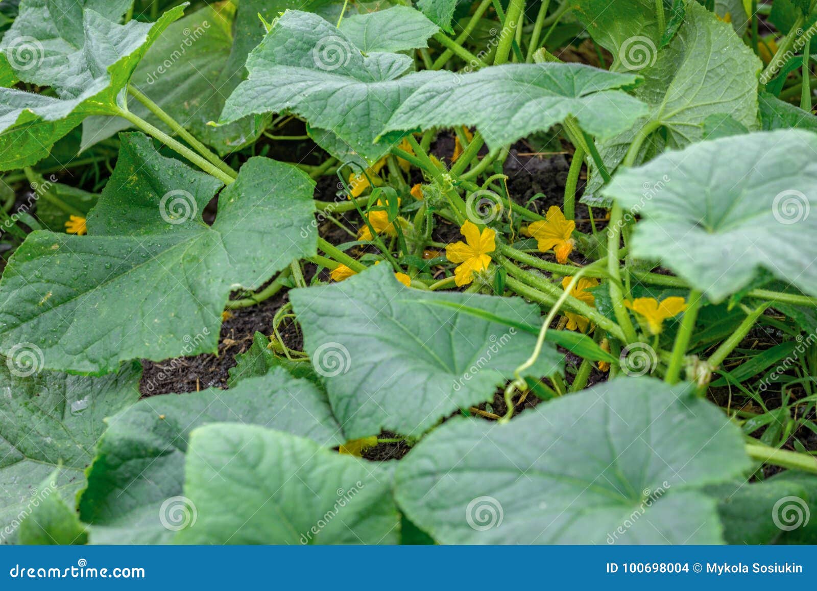 Flowering Fresh Zucchini in the Vegetable Garden Stock Photo Image of