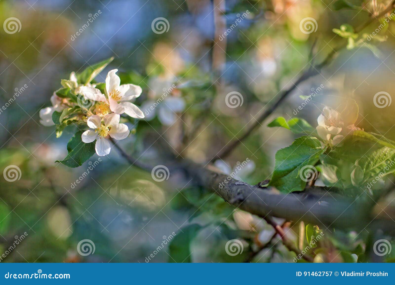 Flowering of fruit bushes stock image. Image of garden 91462757