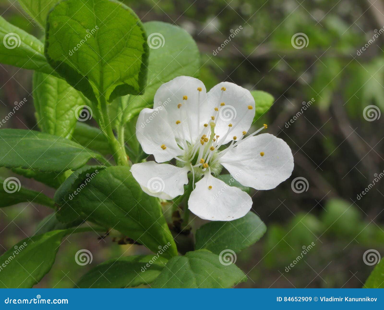 Flowering fruit tree stock image. Image of flowers, view 84652909
