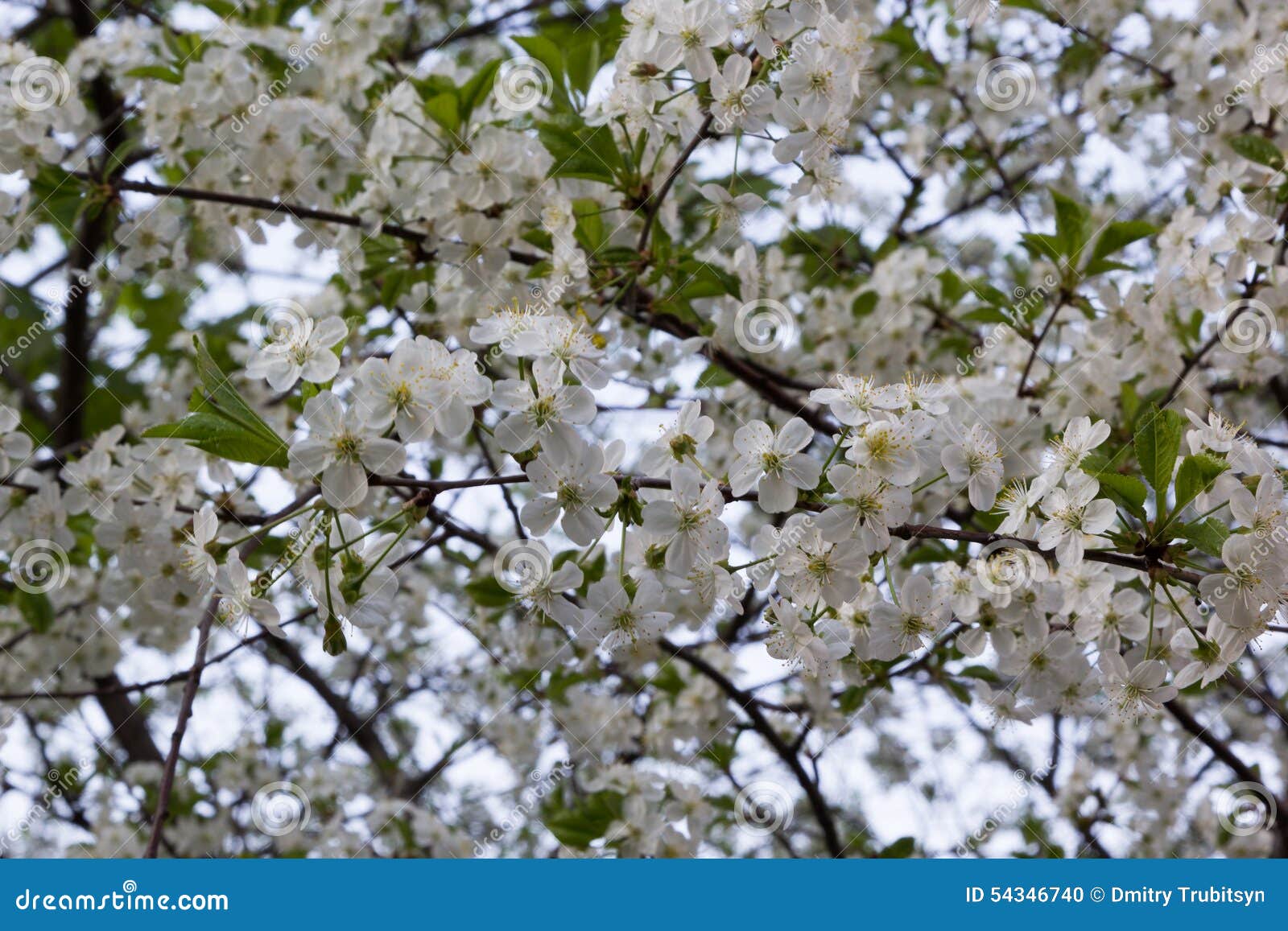 Flowering fruit tree stock photo. Image of grower, bloom ...