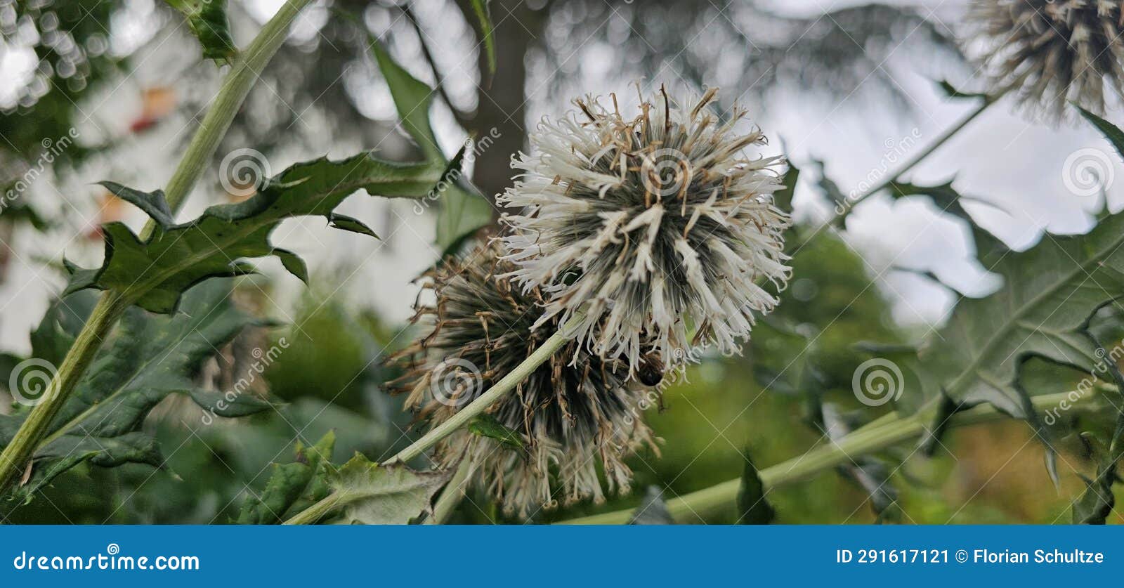 a flowering globe thistle (echinops sphaerocephalus) with a bee