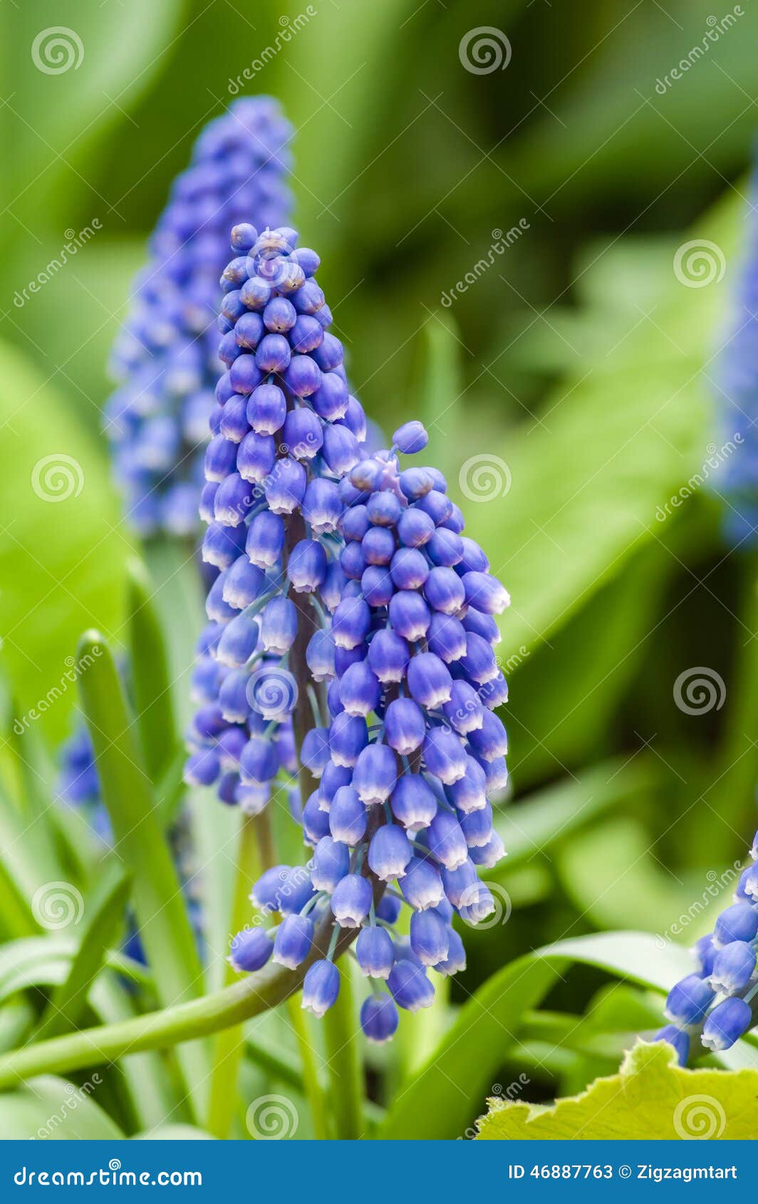 Flowering Grape Hyacinth Bulbs Stock Image Image of sciences, buds