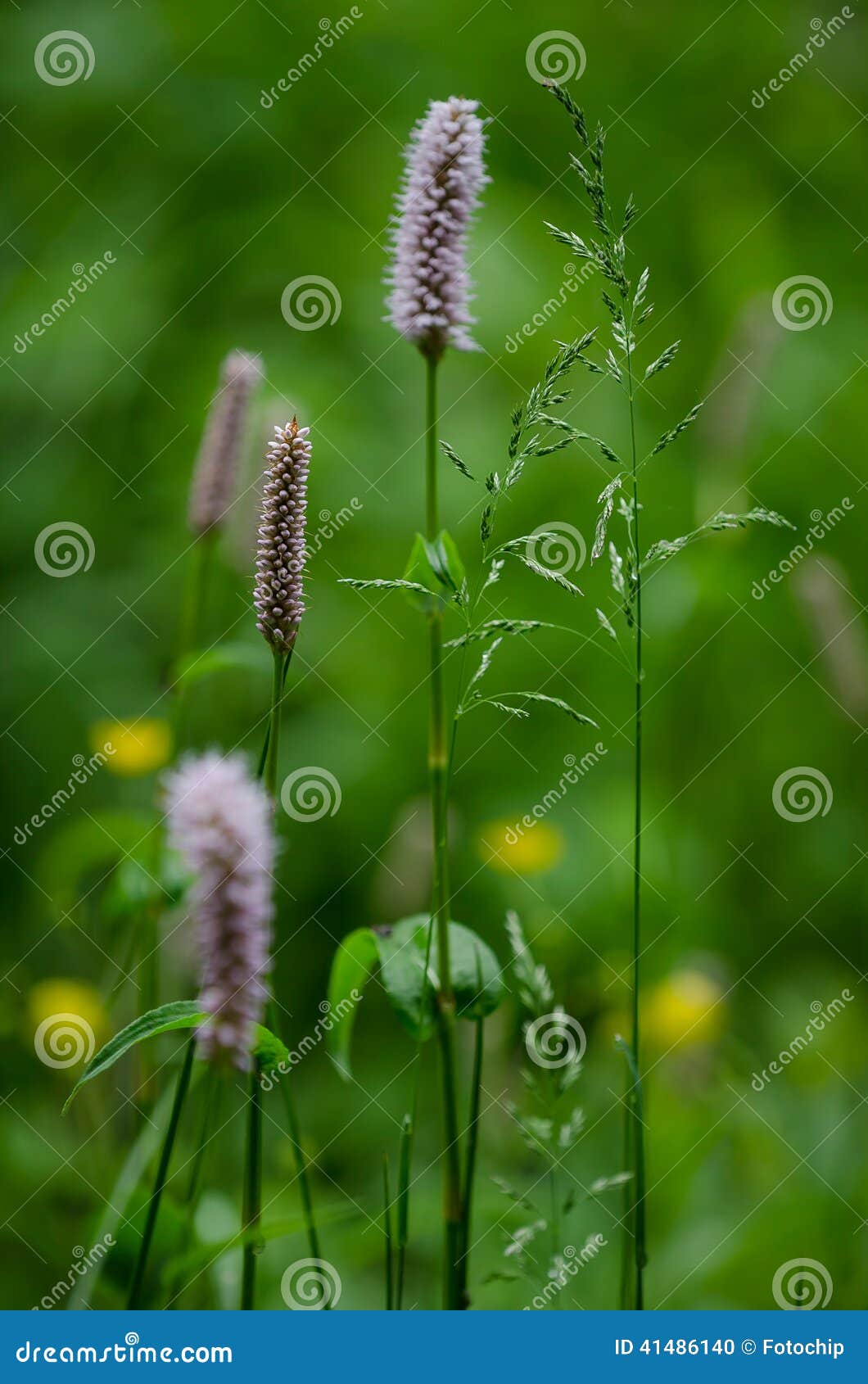 flowering grass (poaceae)