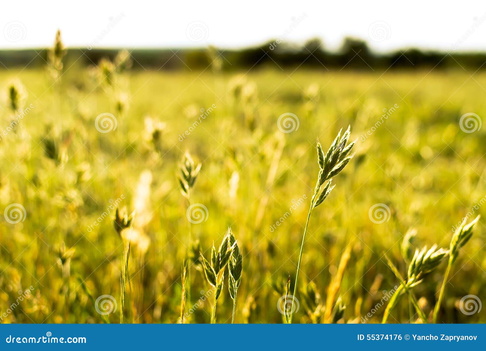 Flowering grass sunlit stock photo. Image of grow, meadow - 55374176