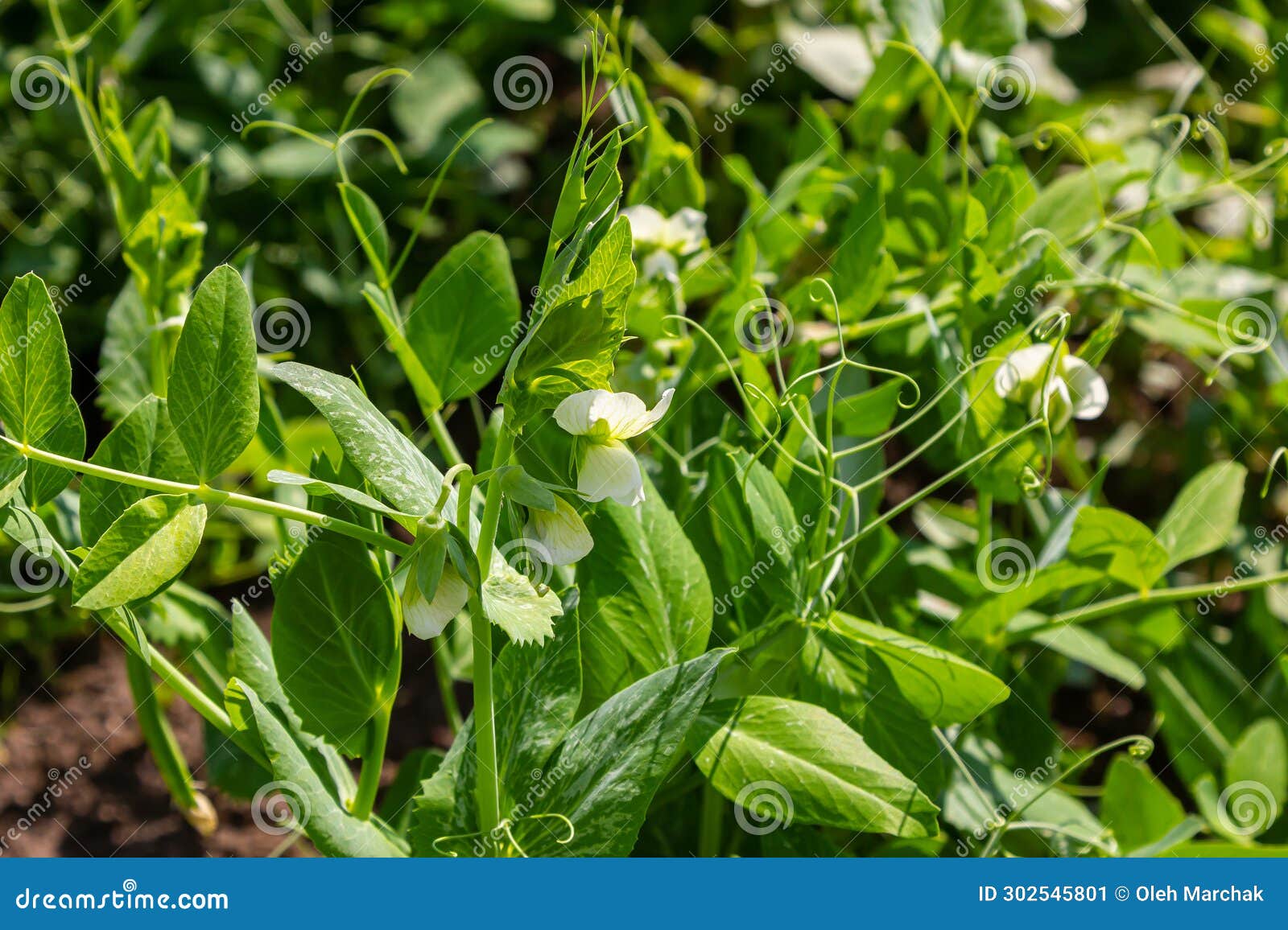 flowering green peas and beetle pest pea weevil bruchus