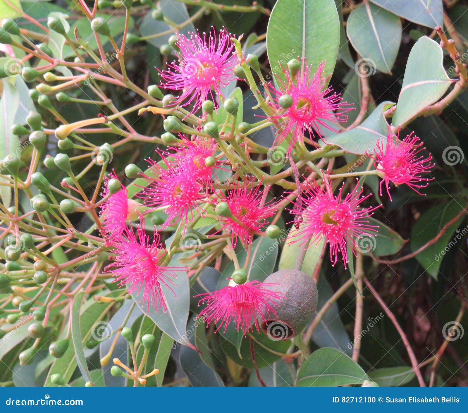 Flowering Gum Tree Flowers and Buds Stock Photo Image of ficifolia