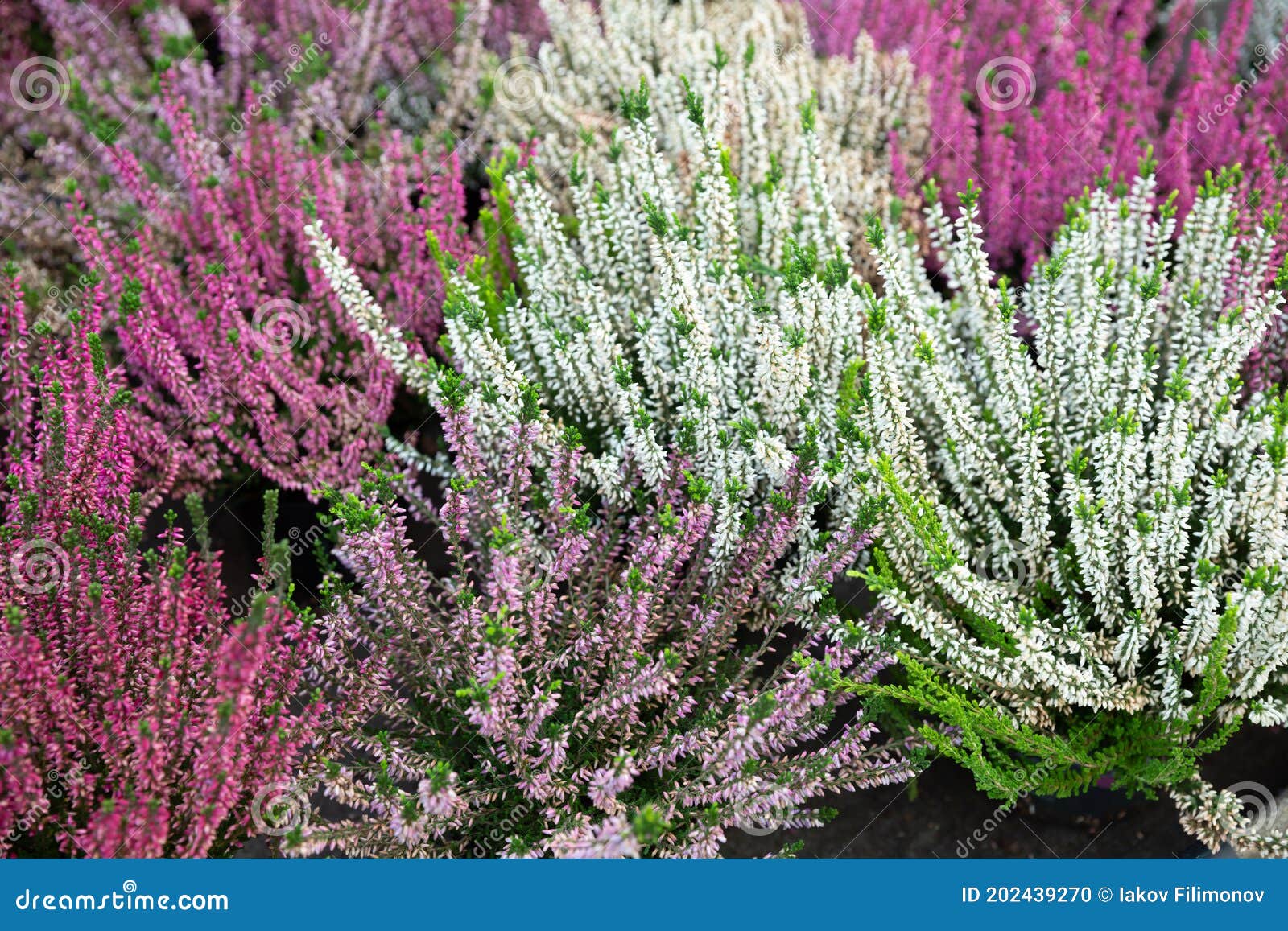 Flowering Heather Plants Growing in Garden Stock Photo Image of