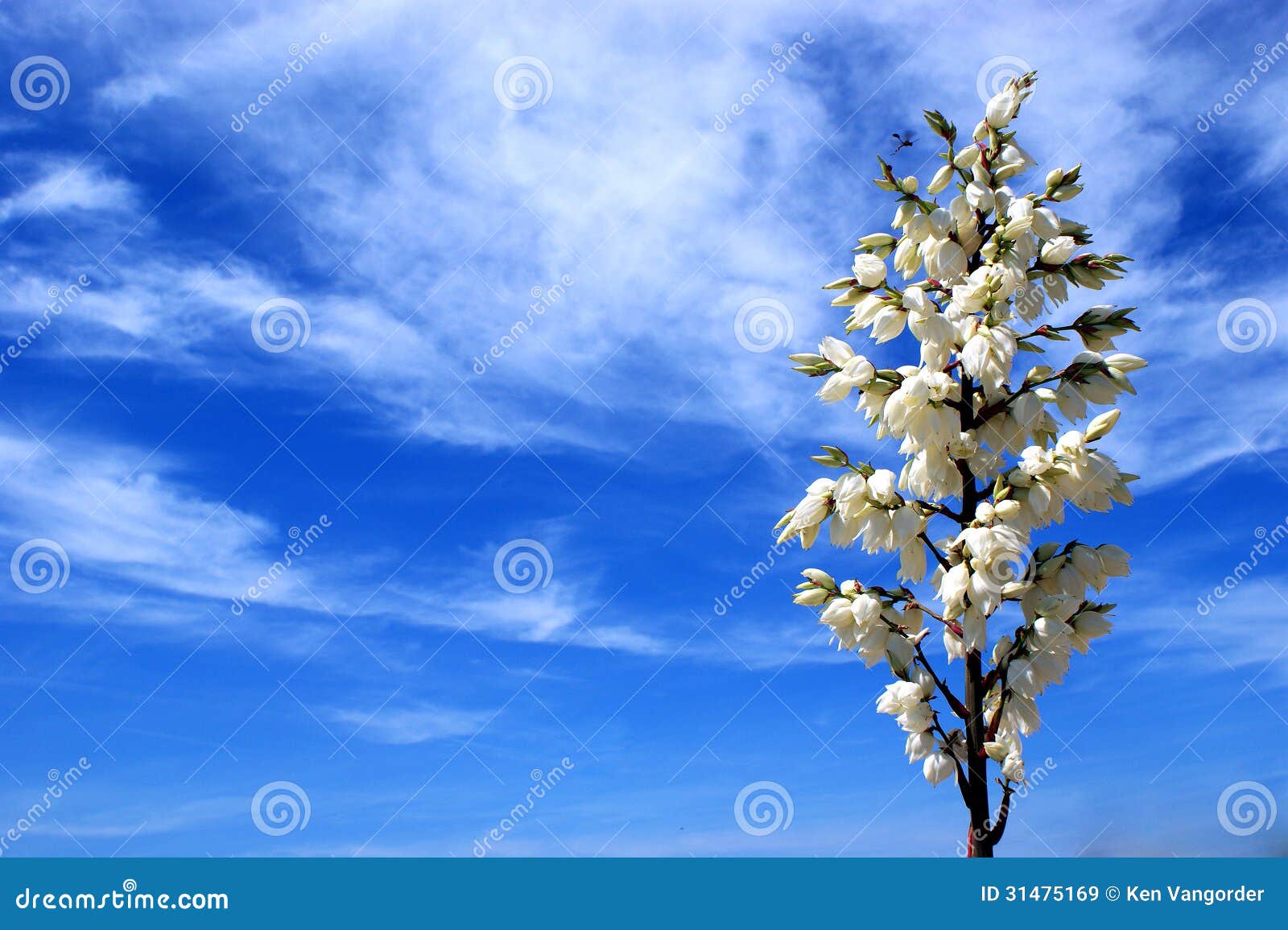 Flowering Heavens stock image. Image of water, vapor 31475169