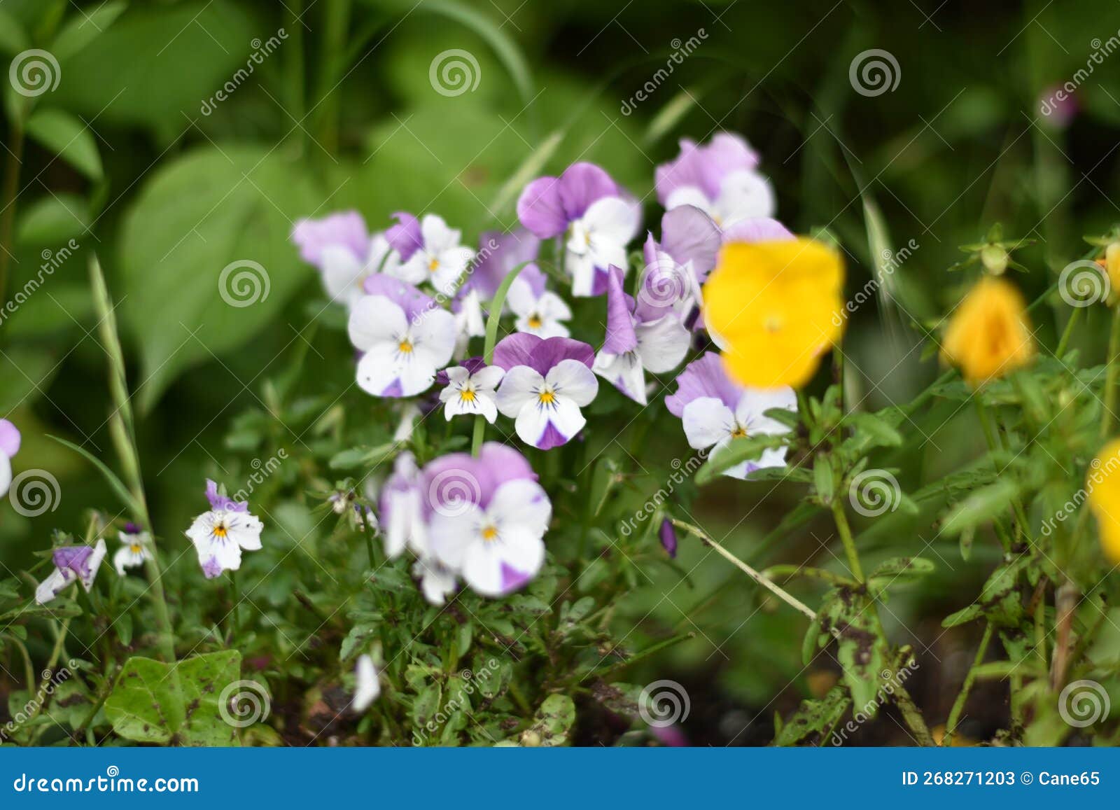 Flowering Horned Violets (Viola Cornuta) Stock Image - Image of flora ...