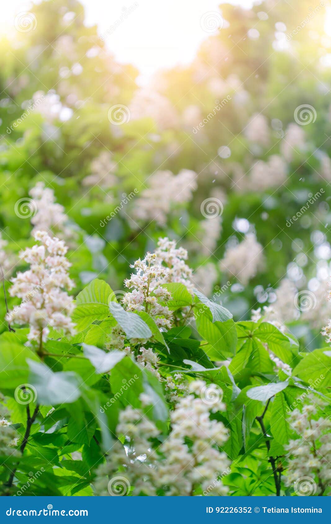 Flowering of Horse Chestnut Trees in Kiev Stock Photo Image of close