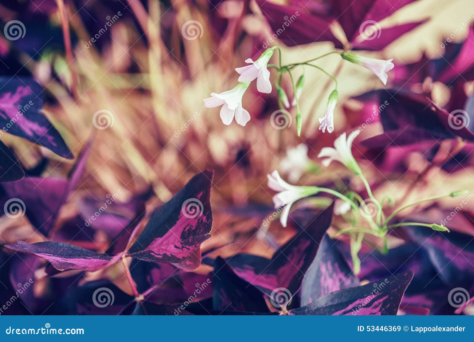 Flowering Houseplant Stock Photo Image 53446369
