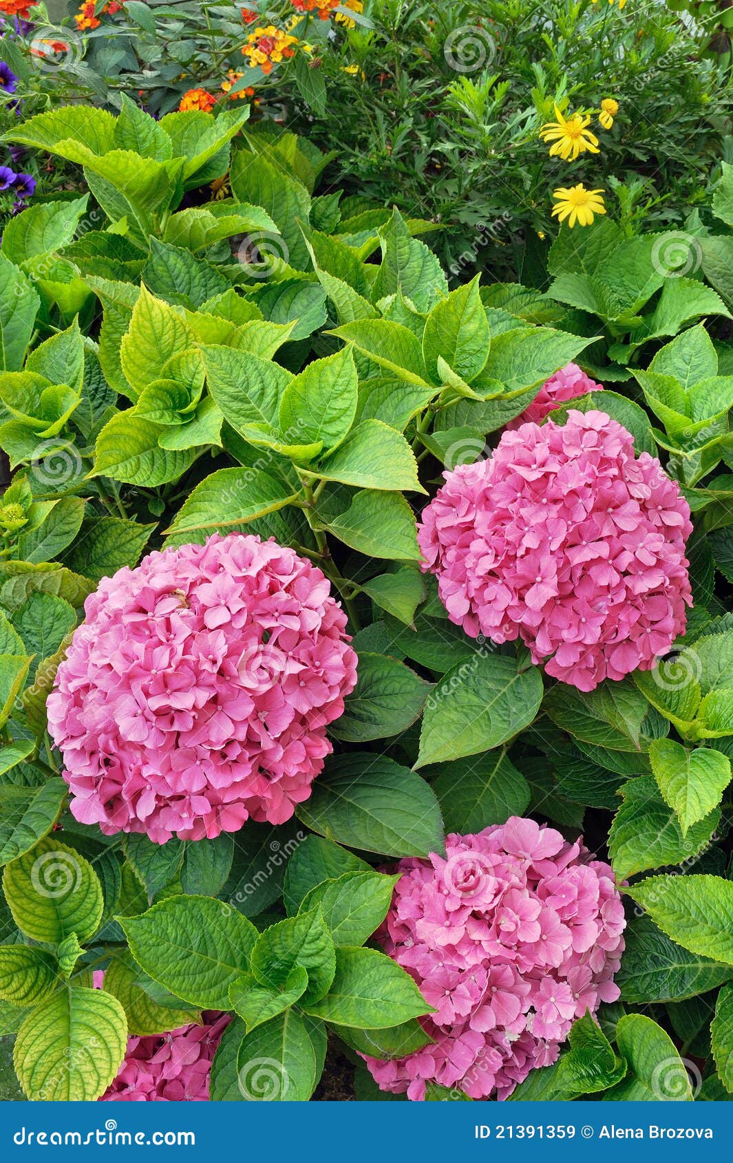 Flowering Hydrangea Macrophylla Shrubs in Garden Stock Image Image of