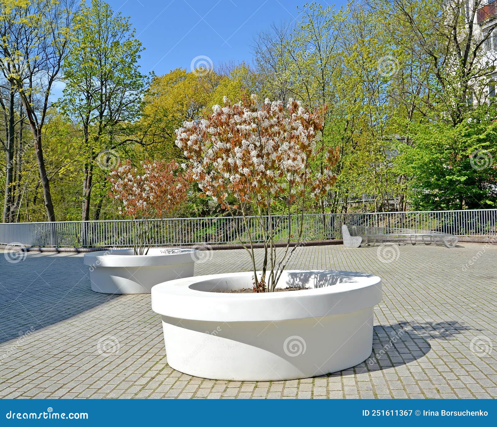 flowering irga trees of canadian amelanchier canadensis l. medik. in park vases