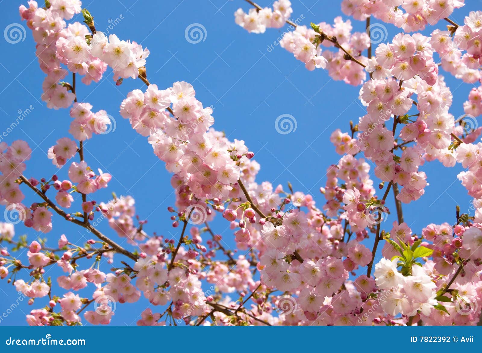 Japanese Cherry Tree With Pink Flowers Royalty Free Stock Photo japanese-cherry-tree-with-pink-flowers-royalty-free-stock-photo