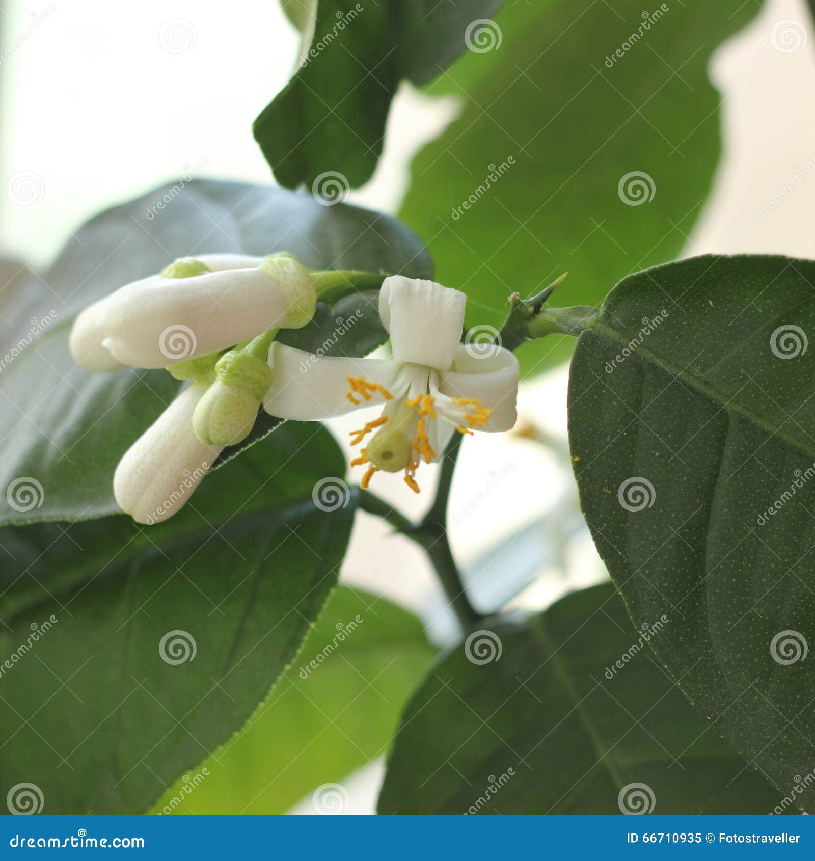 Flowering lemon tree stock image. Image of close, pollen 66710935