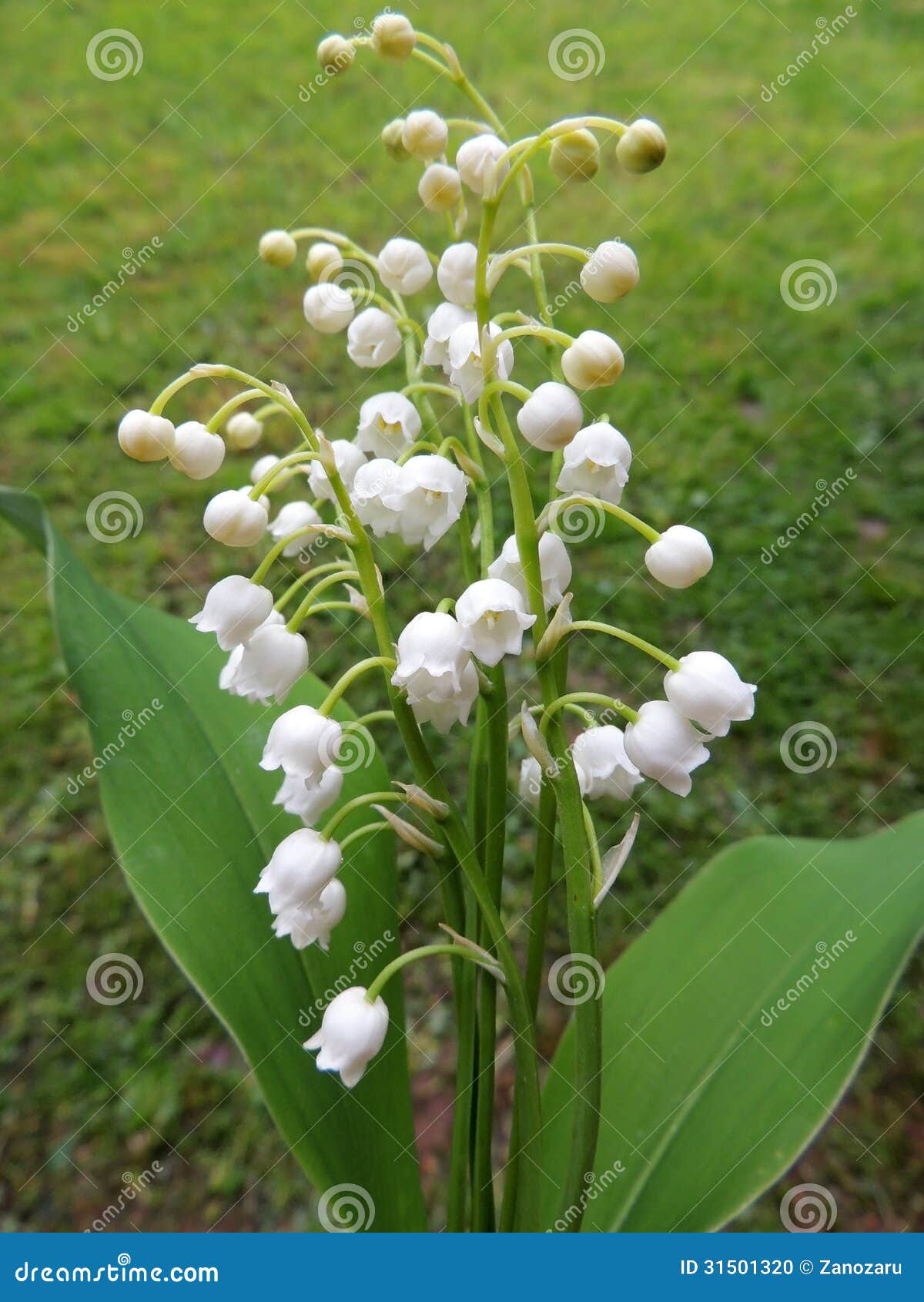 Flowering Lily May (Convallaria Majalis) Stock Photo Image of