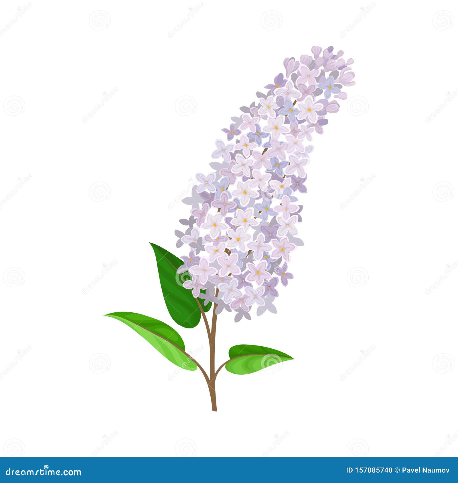 Flowering Lush Branch of Lilac. Vector Illustration on a White ...