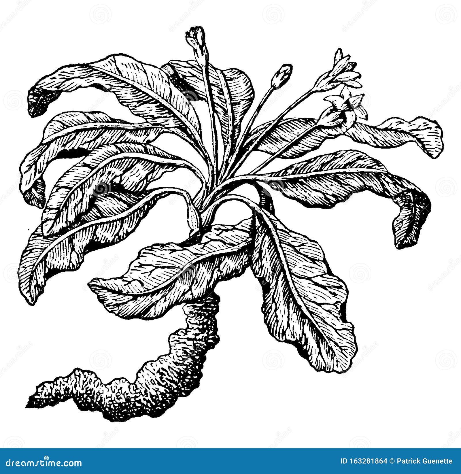 Mandrake Stock Illustrations – 428 Mandrake Stock Illustrations, Vectors &  Clipart - Dreamstime