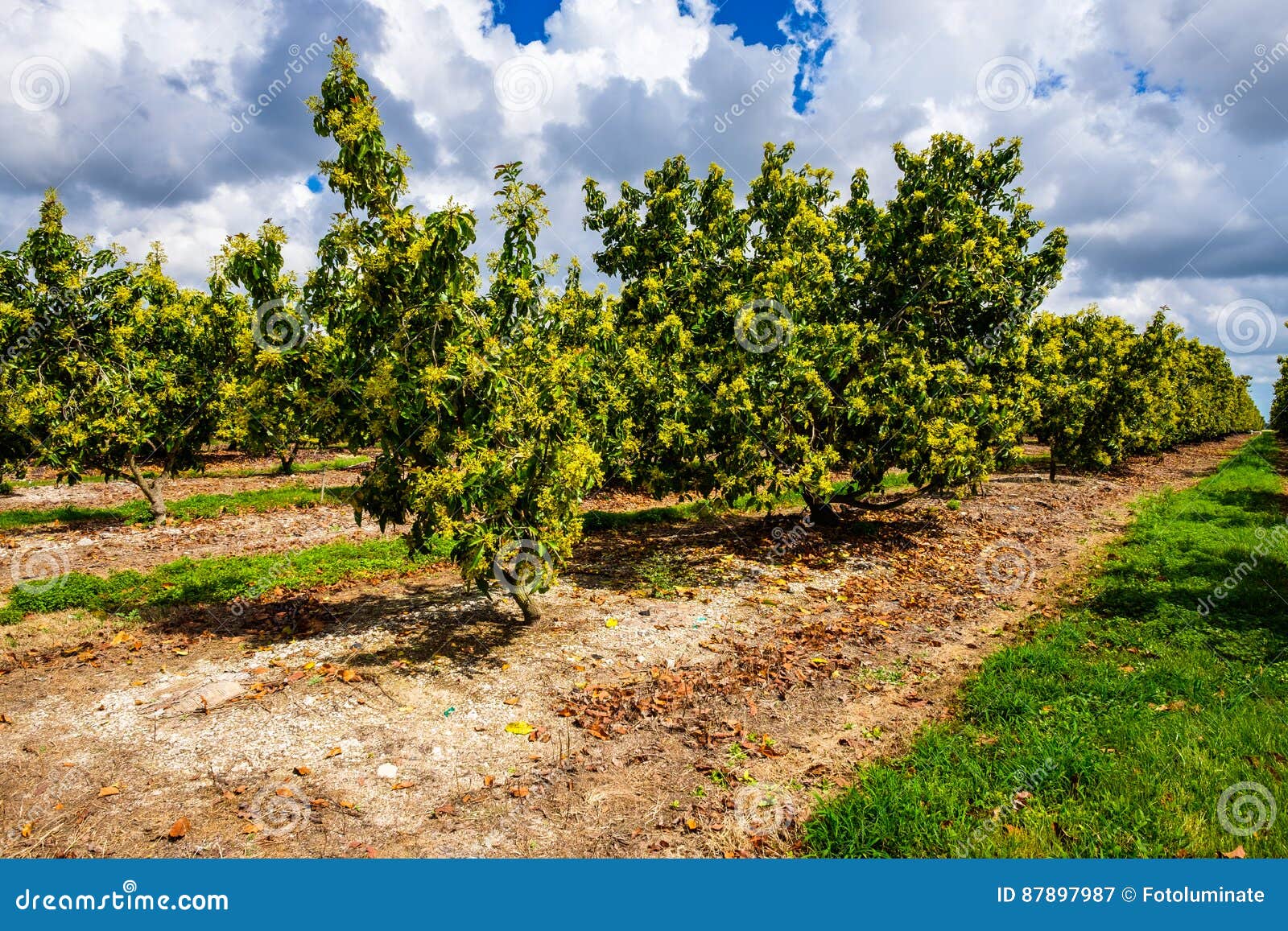 Flowering mango grove stock image. Image of cloudy, farmland 87897987