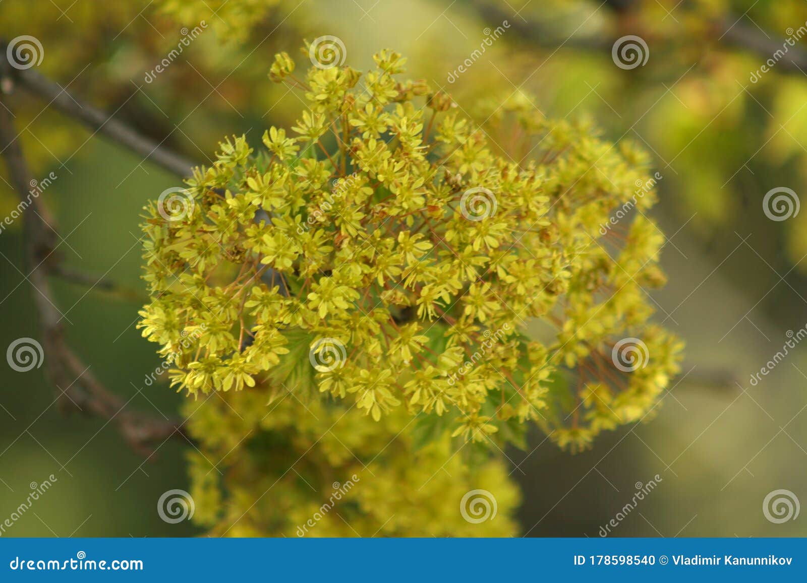 flowering maple tree flowering maple tree