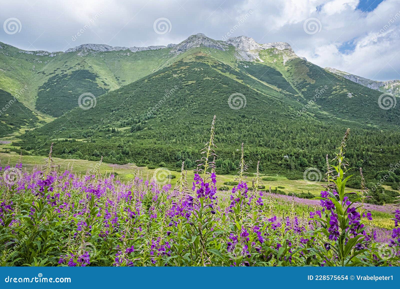 Flowering Meadow, Belianske Tatras Mountain, Slovakia Stock Photo ...