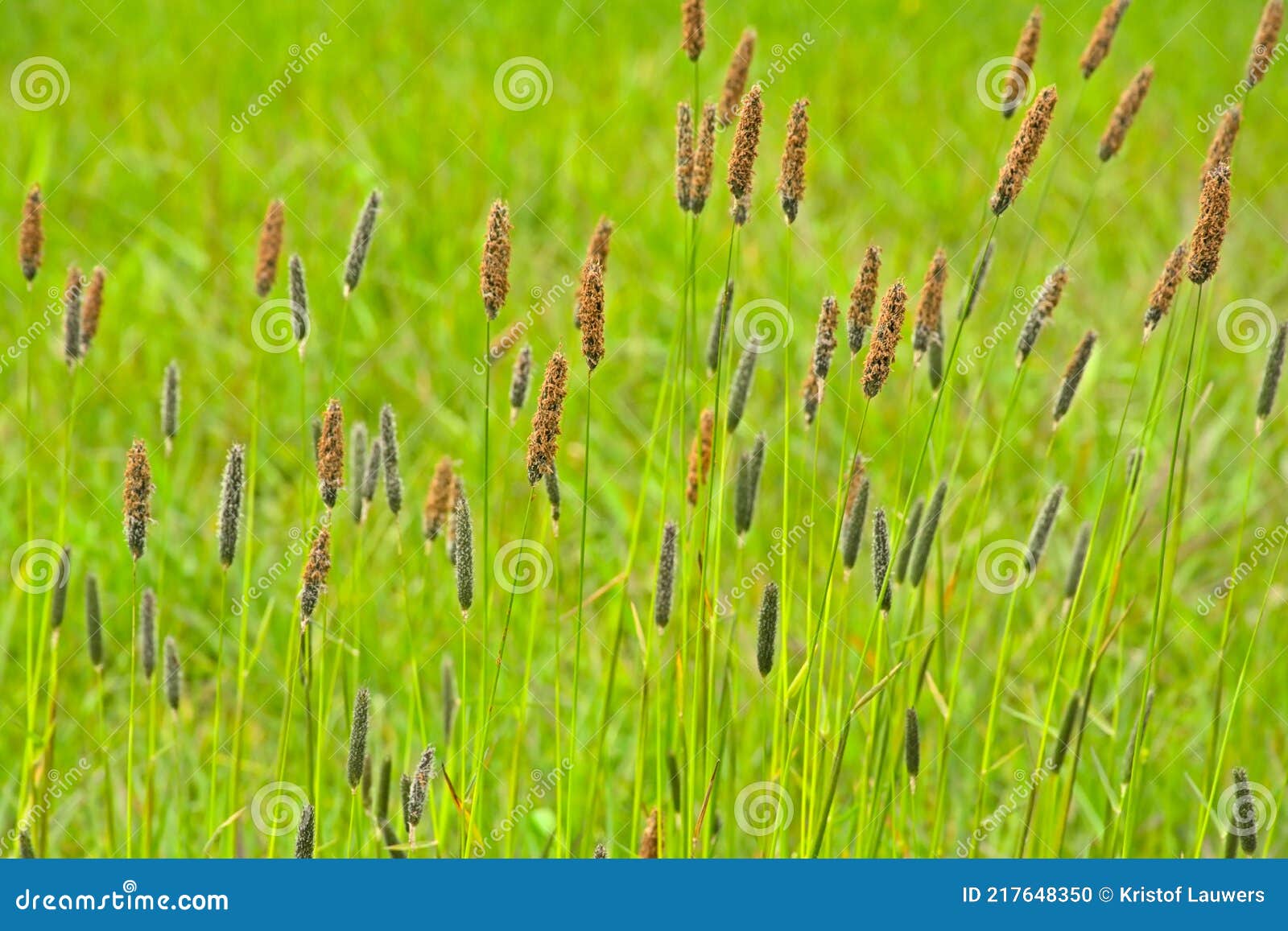 flowering meadow foxtail in spring