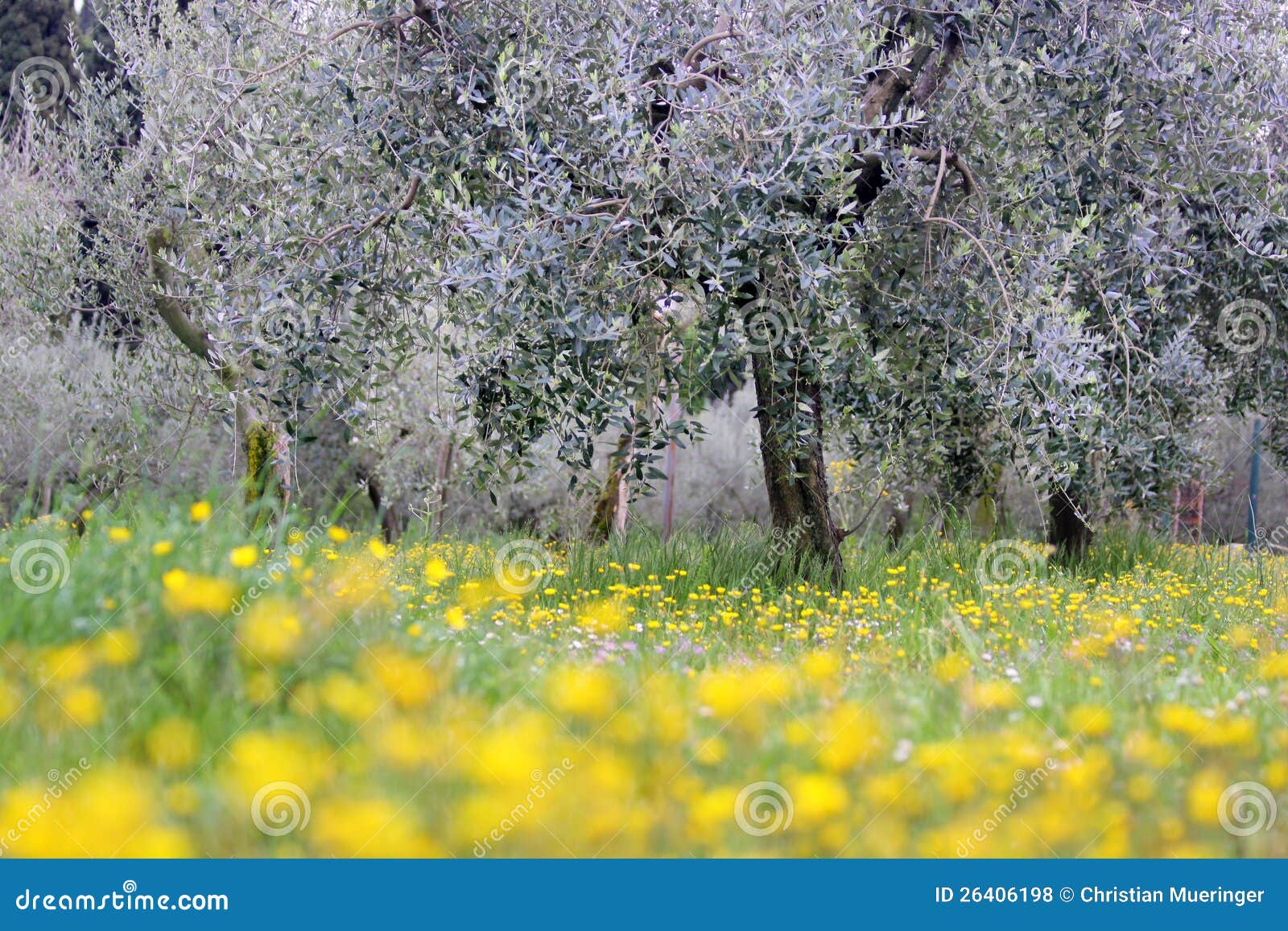 Flowering Meadow Under Olive Trees Stock Photo Image of sirmione
