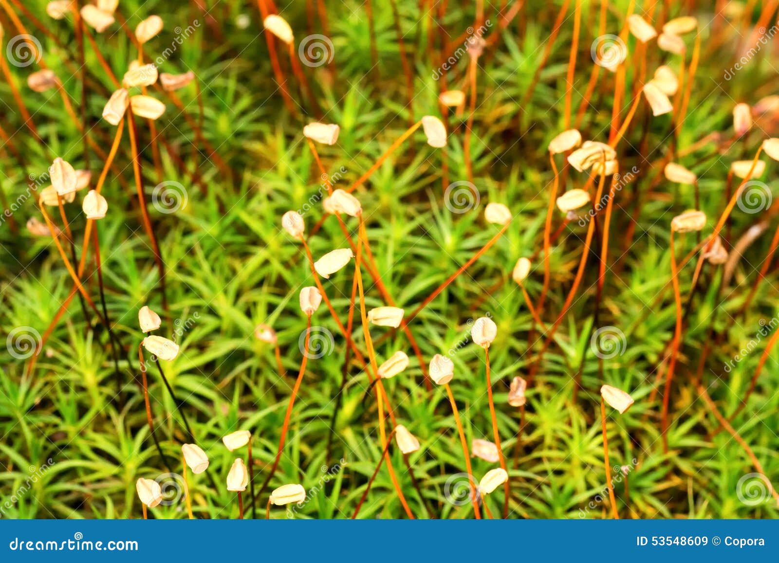 Flowering moss stock image. Image of green, grass, fresh 53548609