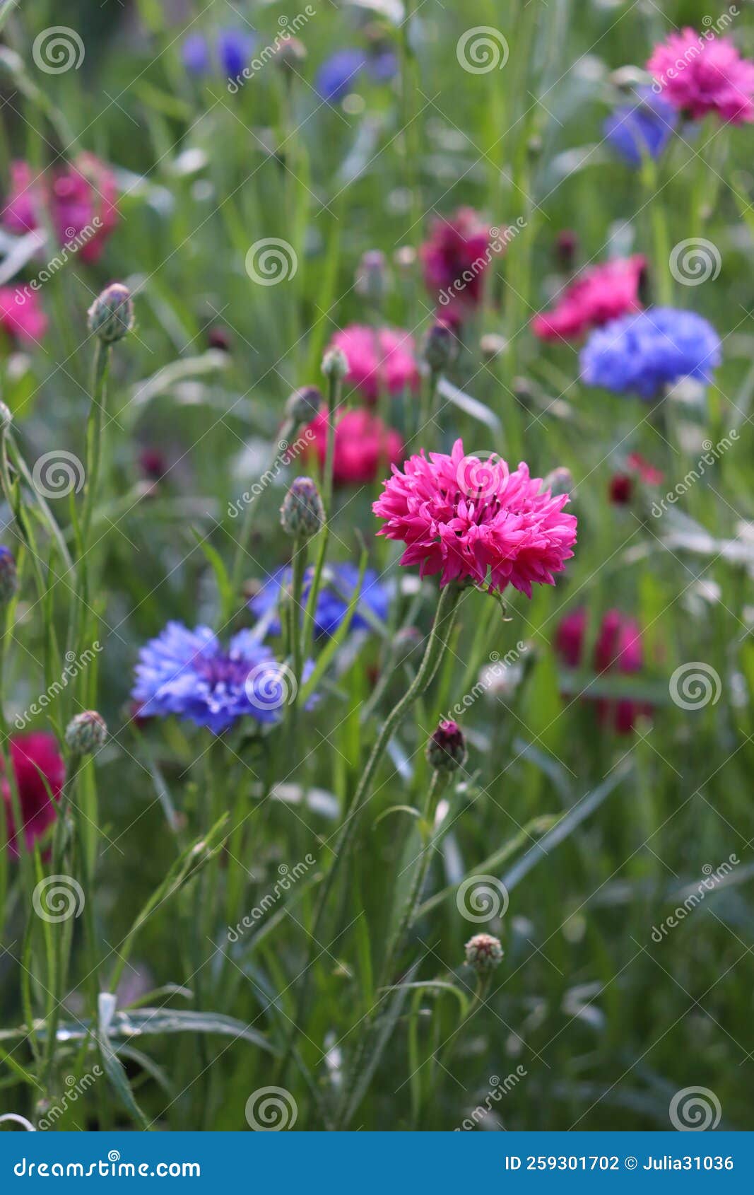 Flowering Multicolored Cornflowers in the Village Stock Photo Image