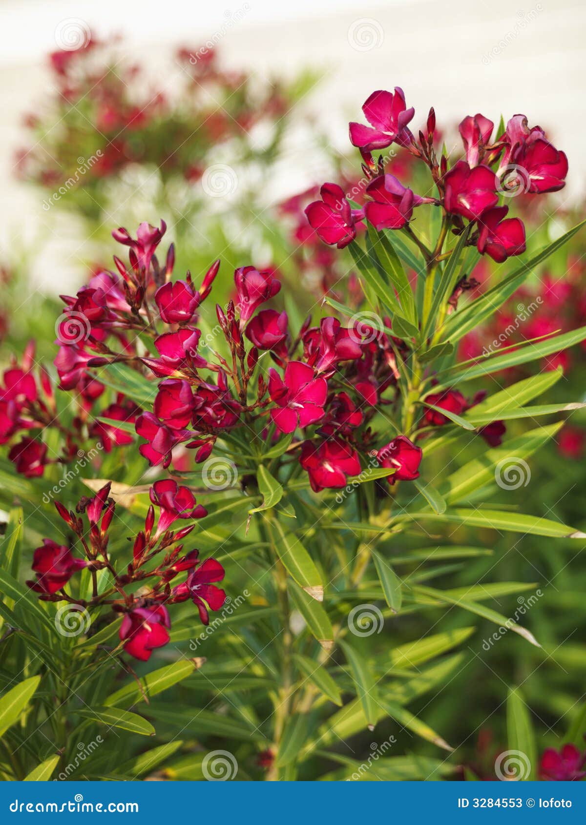 Flowering oleander bush. stock image. Image of vegetation 3284553