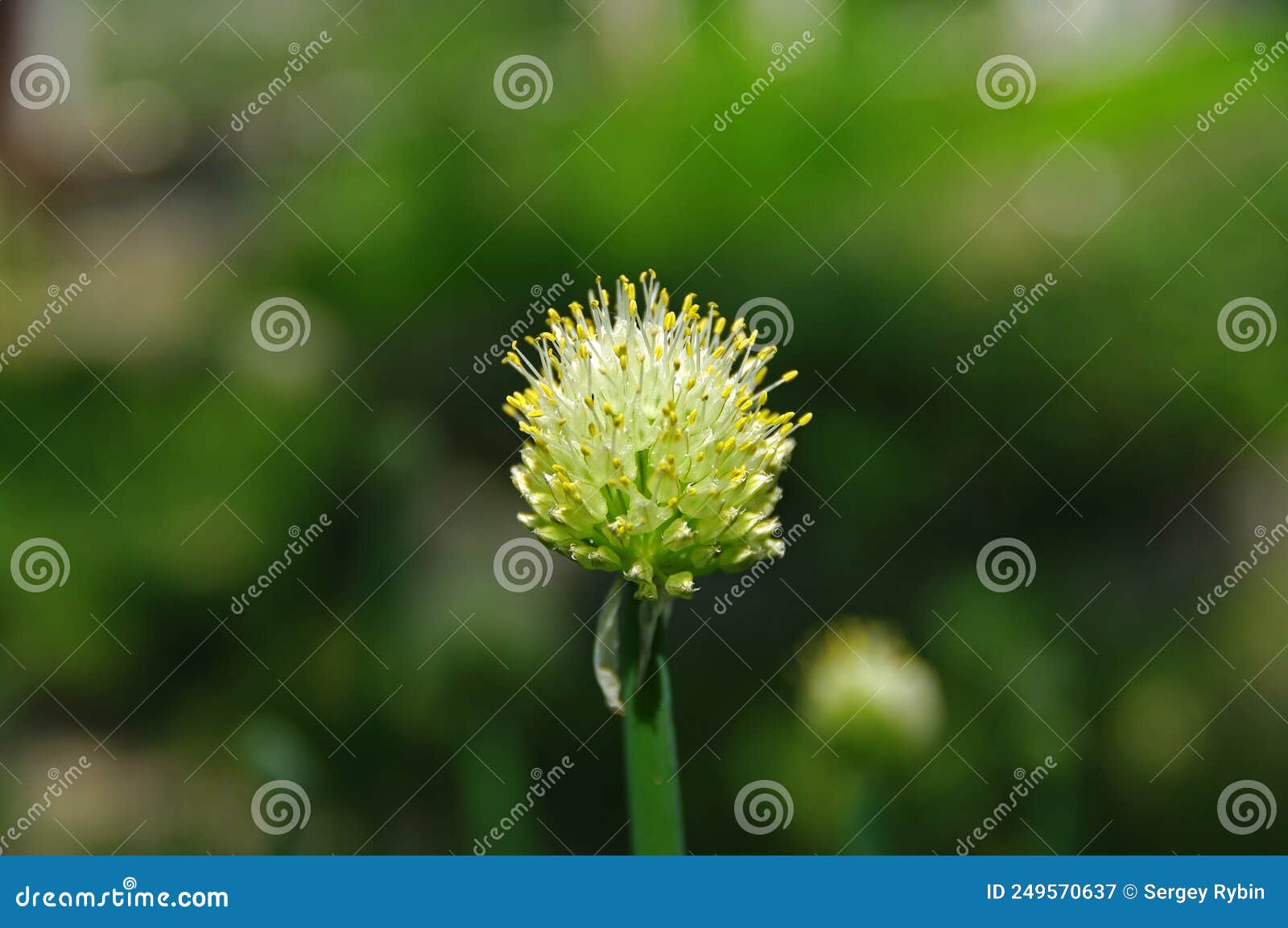 Flowering onion stock image. Image of blossoming, horizontal 249570637