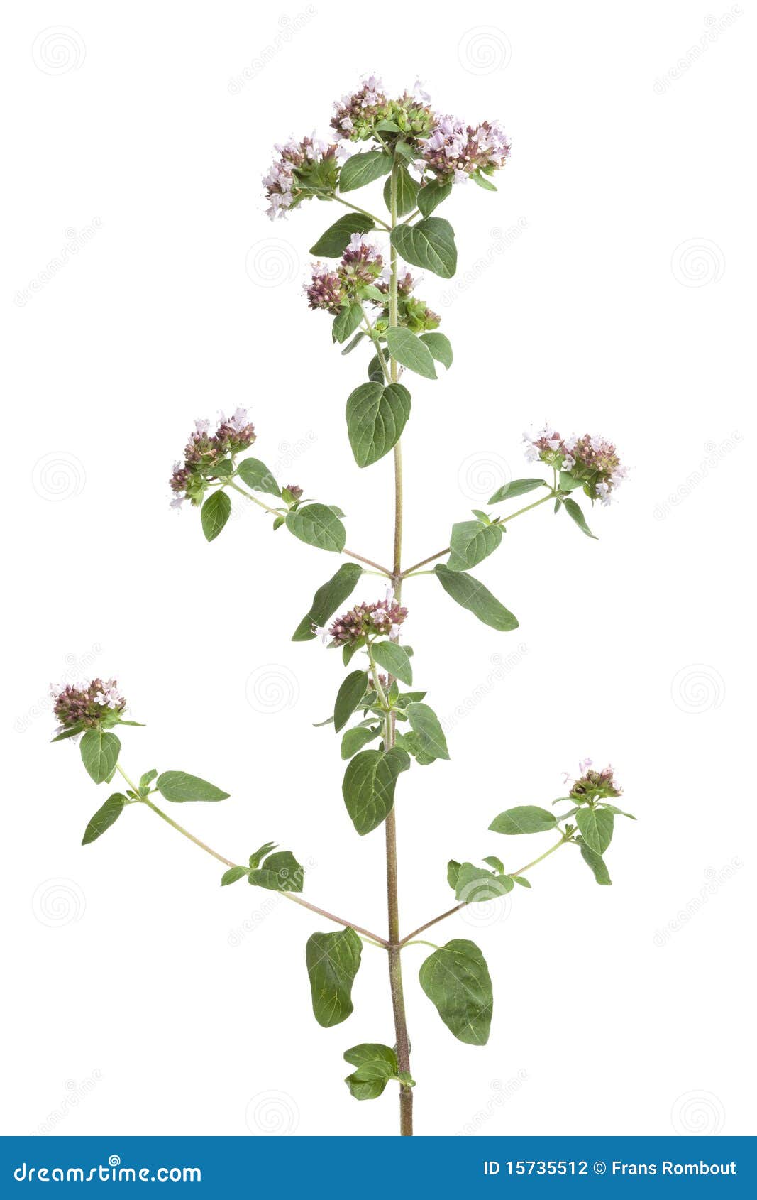 Flowering oregano stock photo. Image of vertical, herbal 15735512