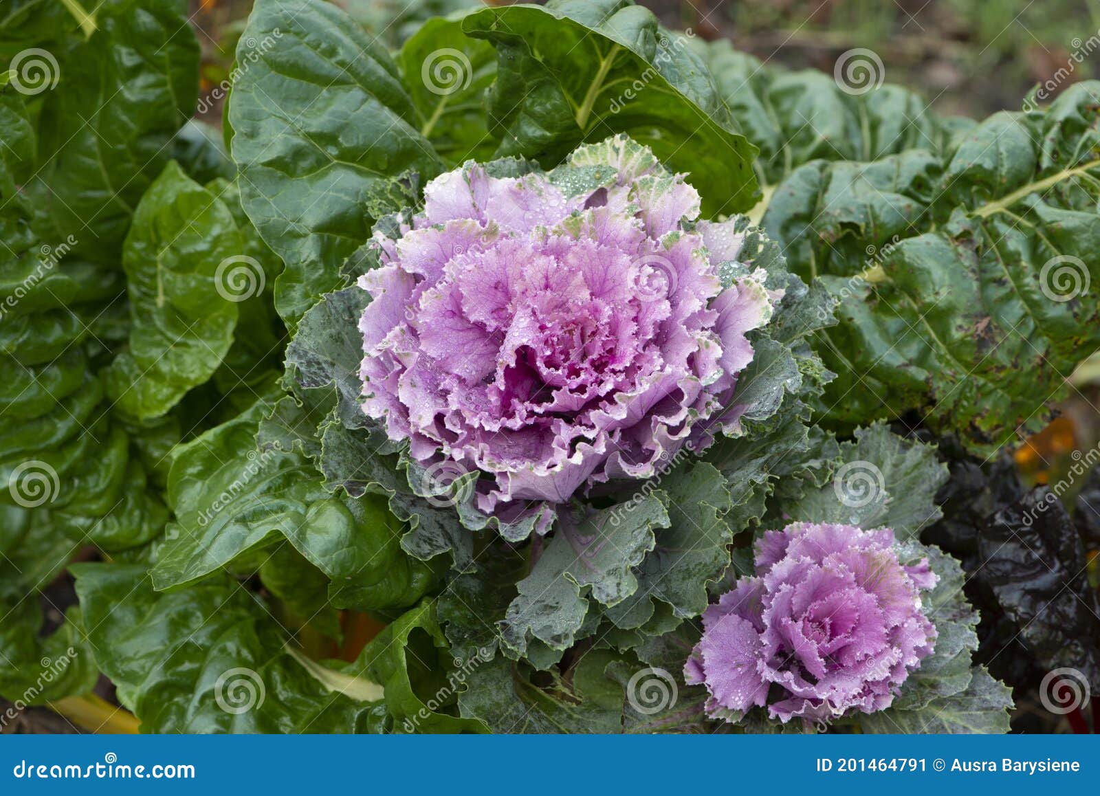 Flowering Or Ornamental Kale Cabbage Latin Name Brassica ... Flowering Or Ornamental Kale Cabbage Latin Name Brassica ...