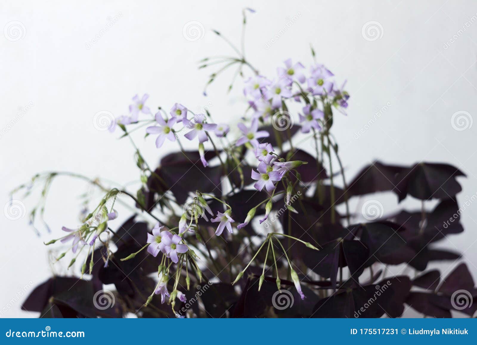 Flowering Oxalis Triangularis Indoor Plant with Triangular Pur Stock